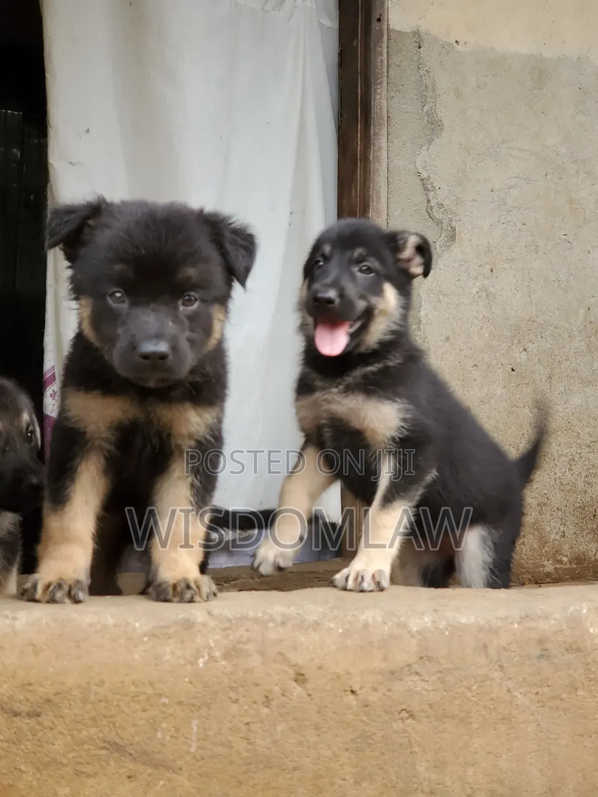 1-3 months Male Purebred German Shepherd
