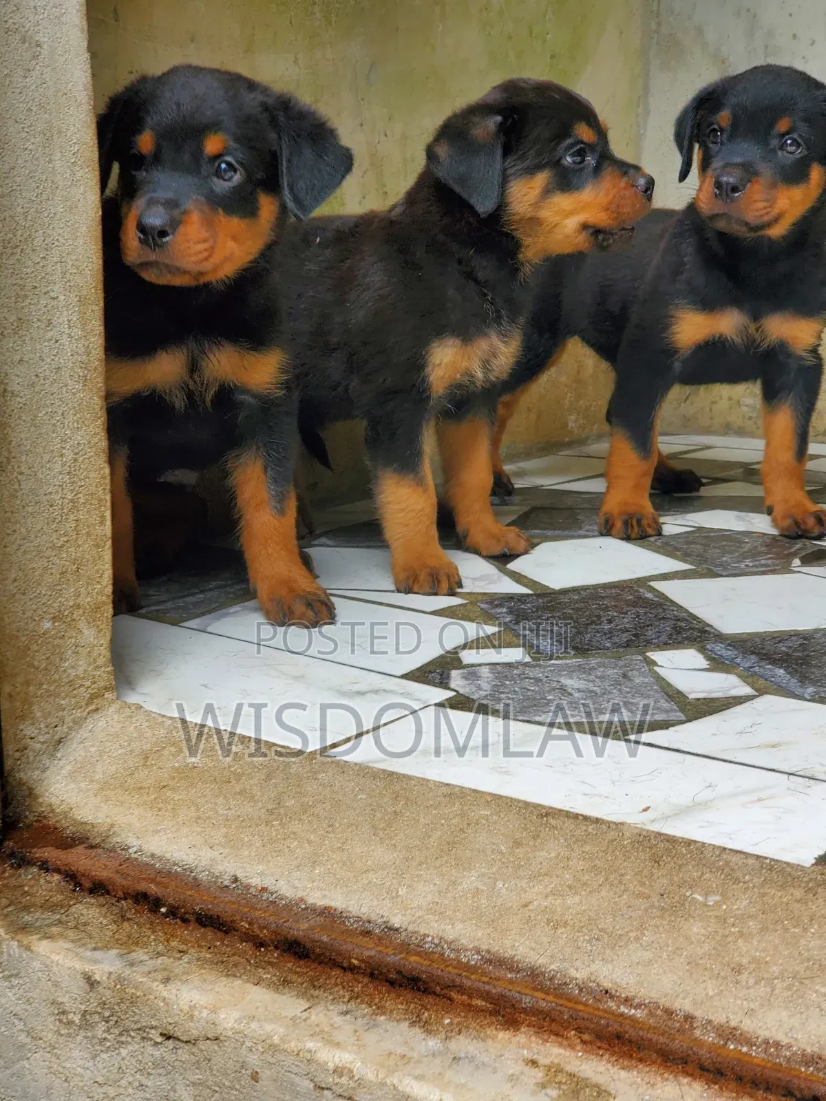 1-3 months Male Purebred Rottweiler
