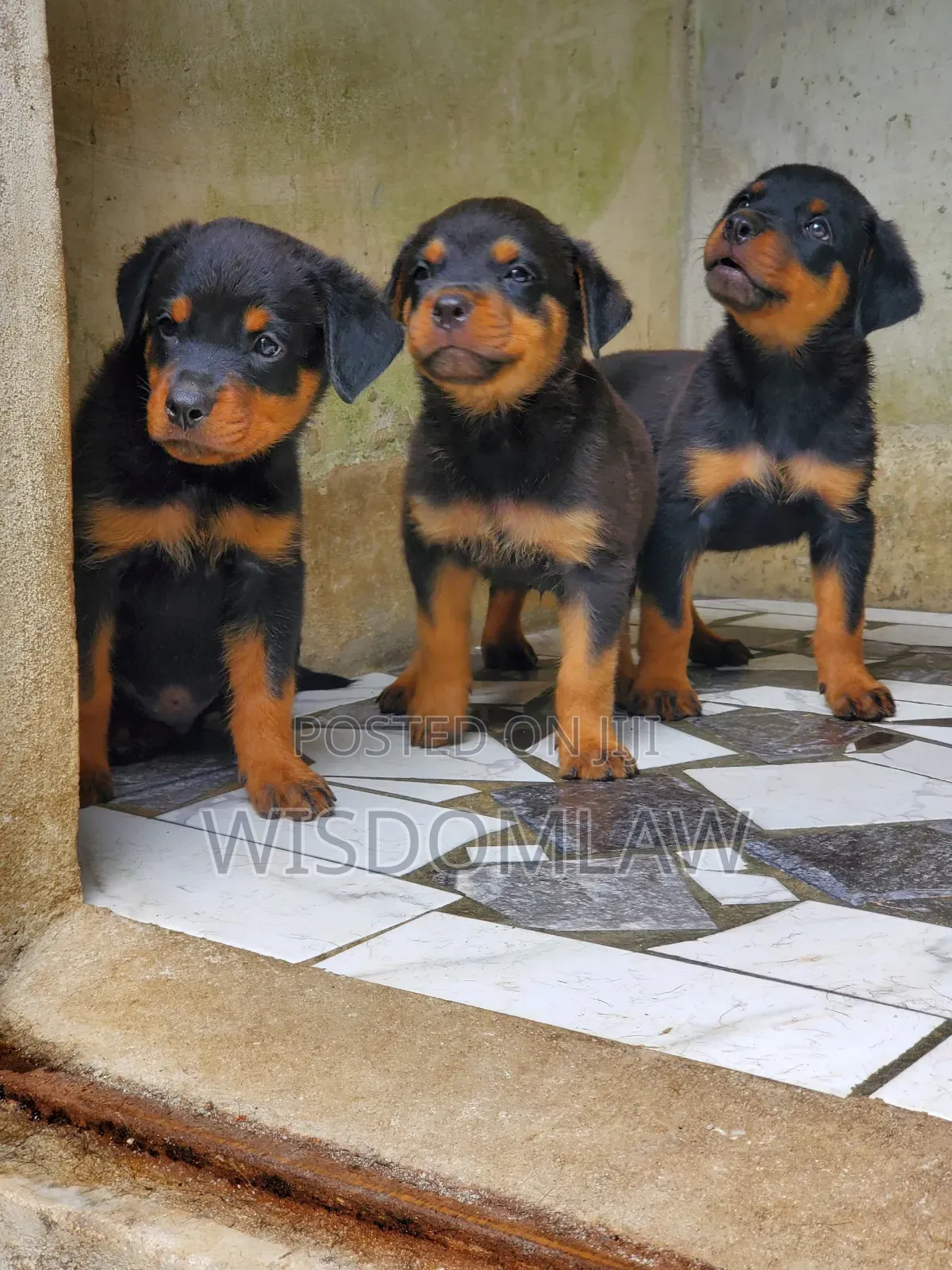 1-3 months Male Purebred Rottweiler