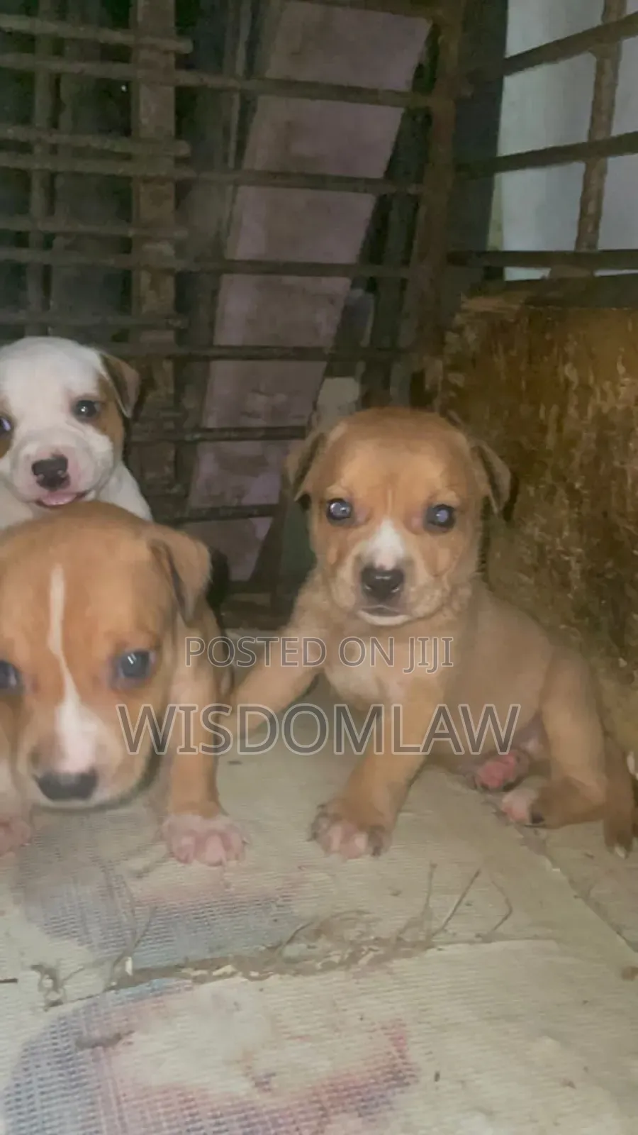 1-3 months Male Purebred American Pit Bull Terrier