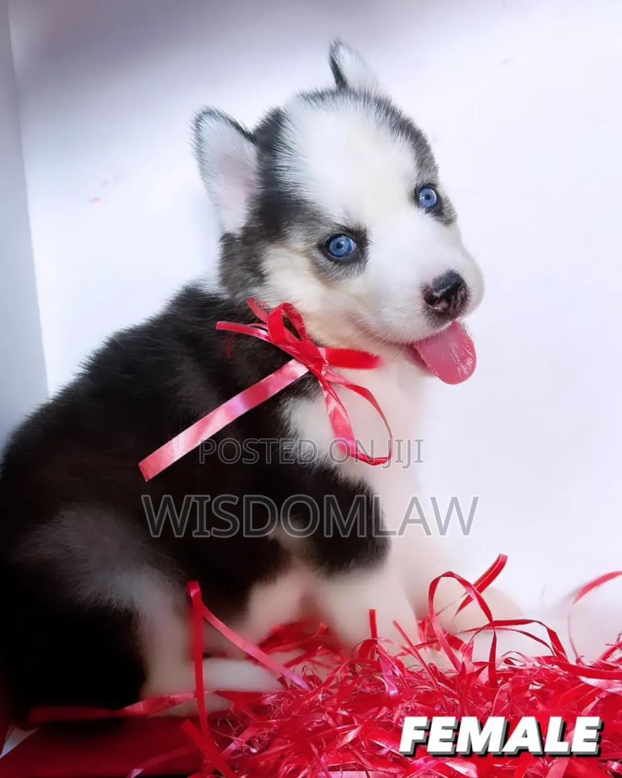 1-3 months Female Purebred Siberian Husky