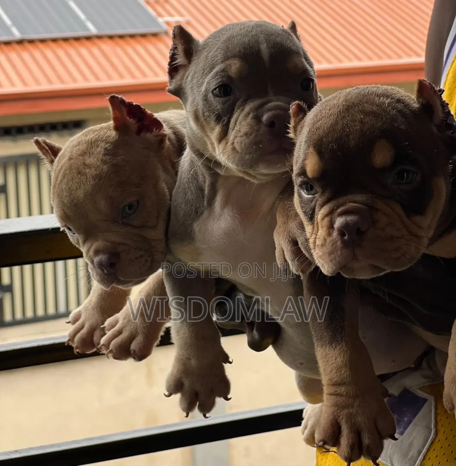 1-3 months Male Purebred American Bully