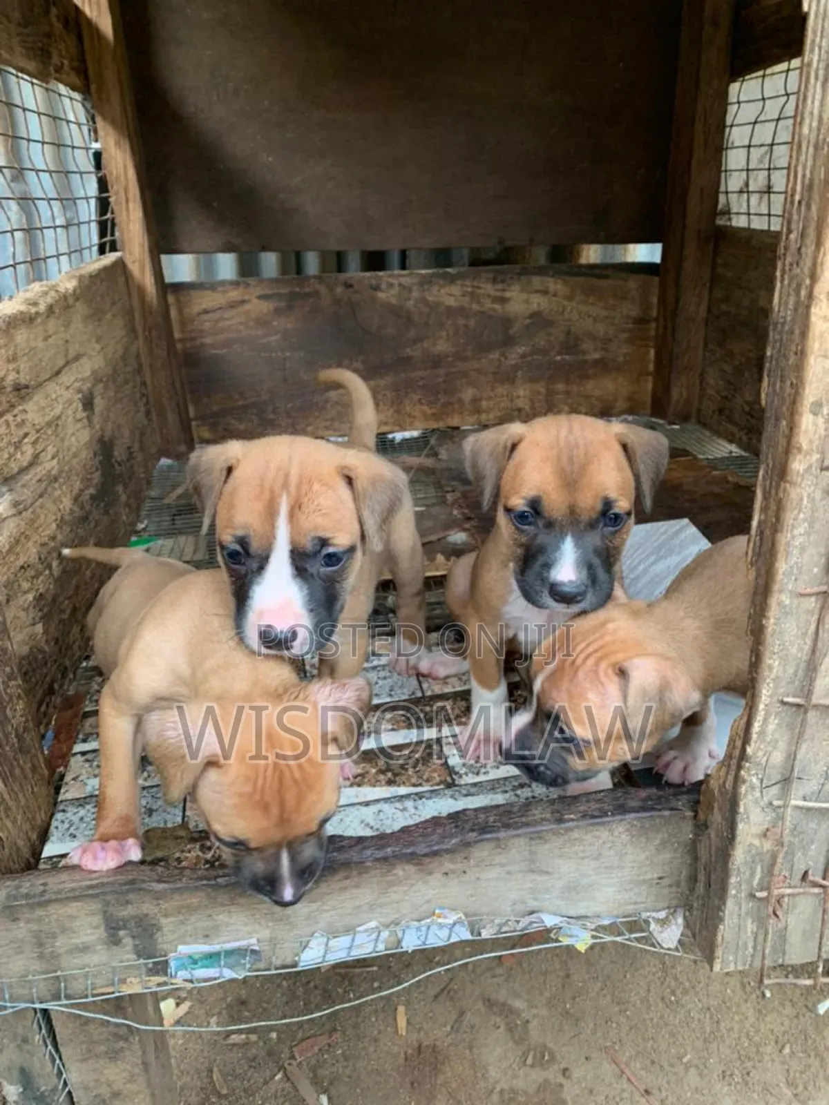 1-3 months Female Purebred American Pit Bull Terrier