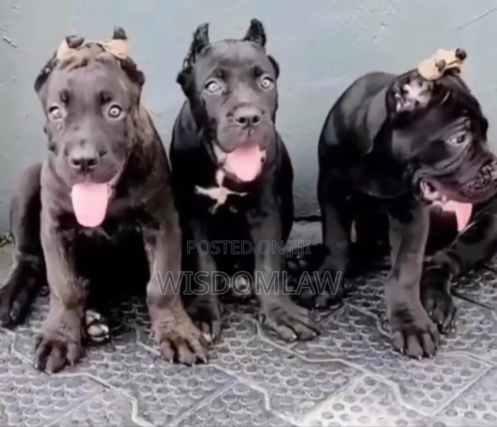 3-6 months Male Purebred Cane Corso
