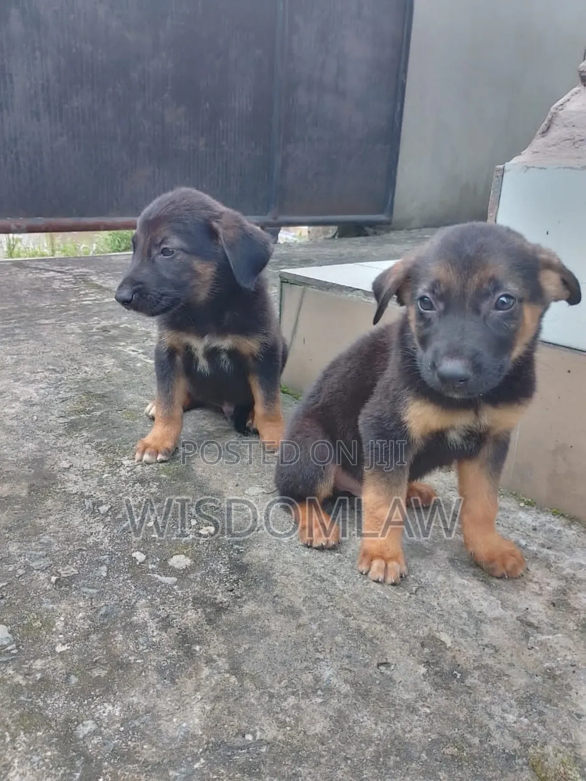 1-3 months Male Purebred German Shepherd