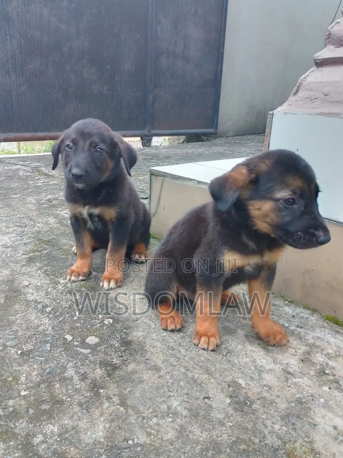 1-3 months Male Purebred German Shepherd
