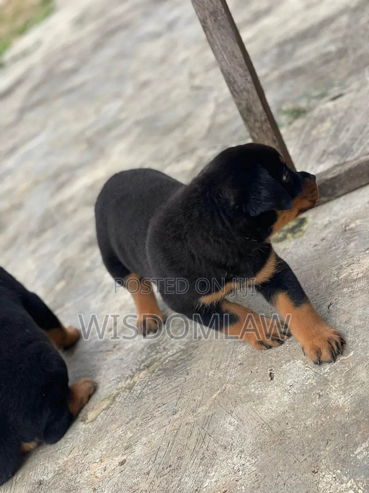 1-3 months Male Purebred Rottweiler