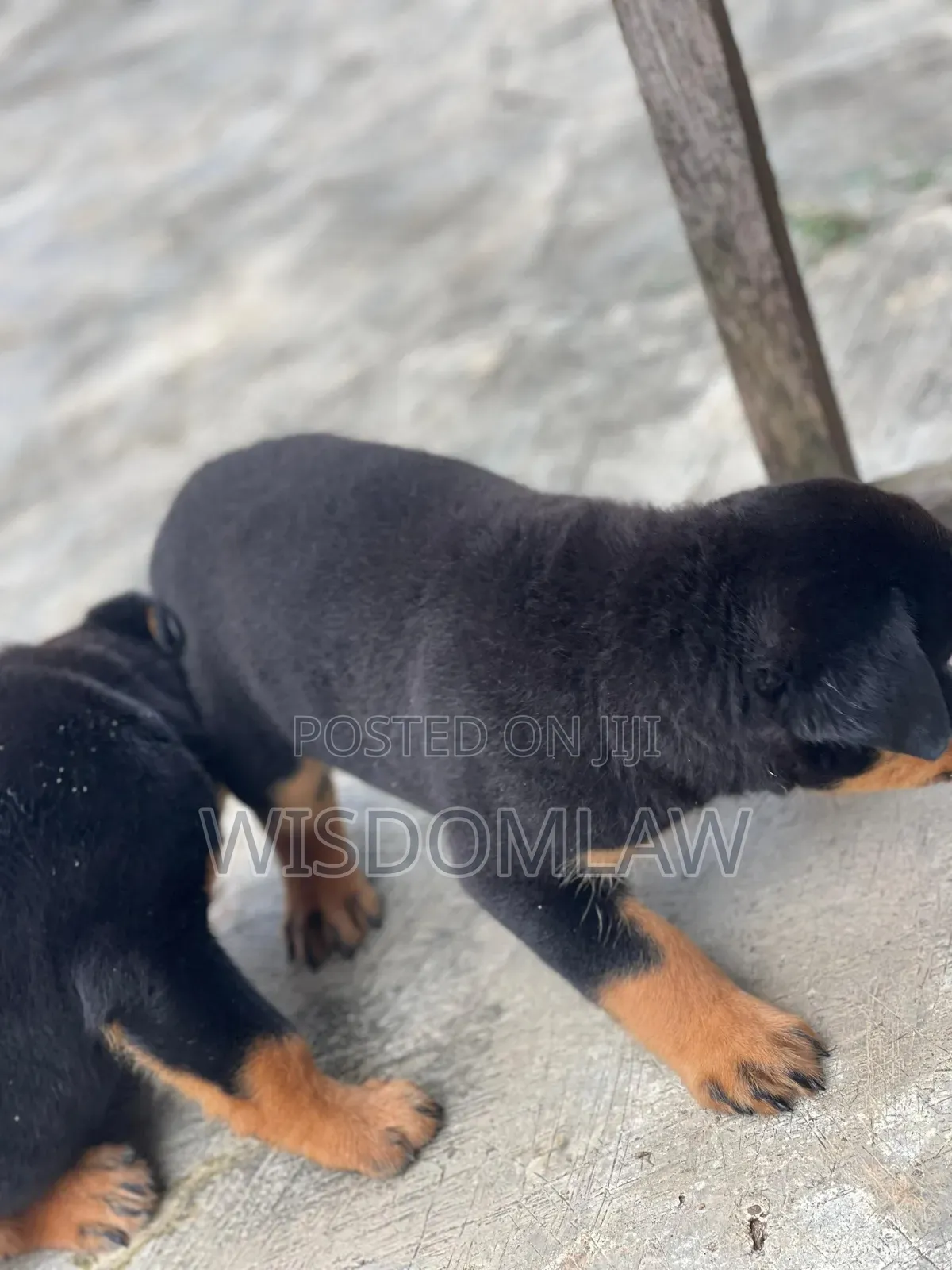 1-3 months Male Purebred Rottweiler