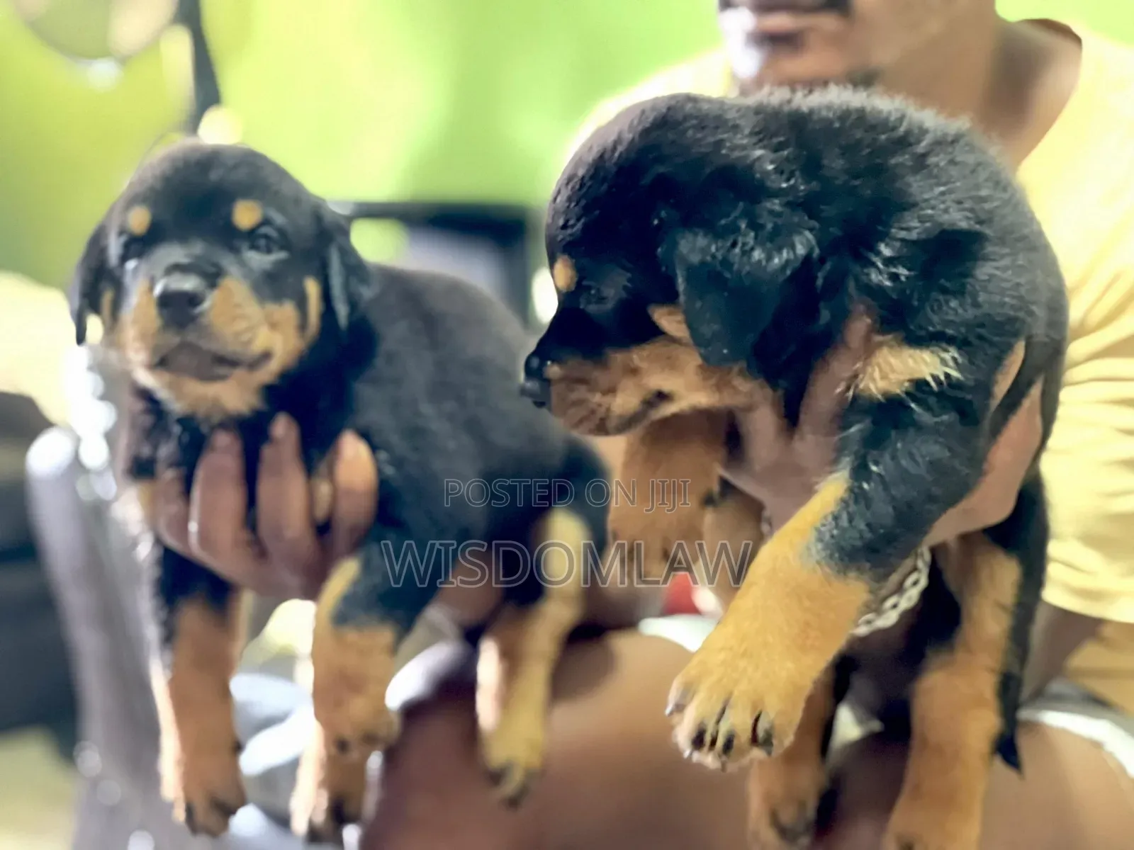 1-3 months Female Purebred Rottweiler