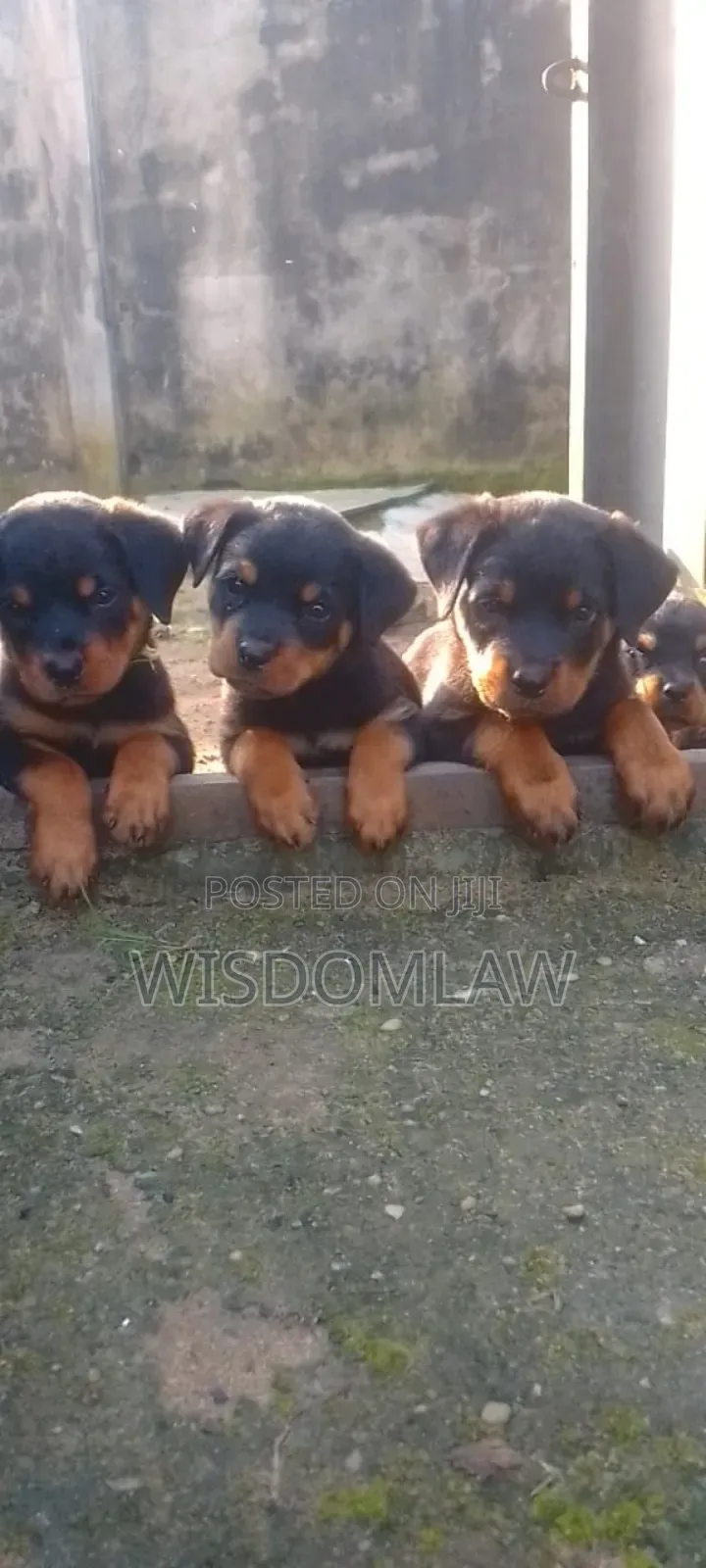 1-3 months Male Purebred Rottweiler