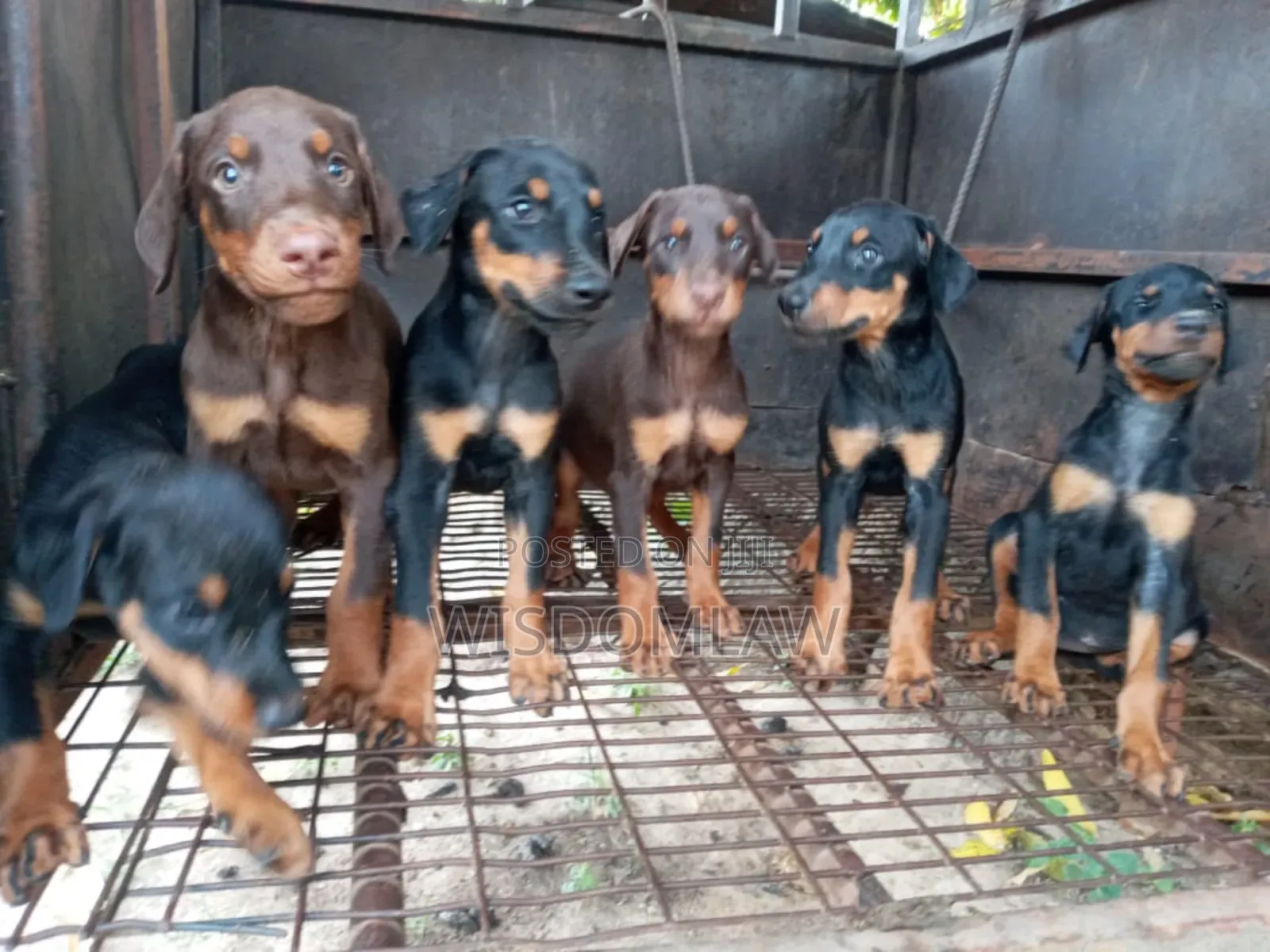 1-3 months Female Purebred Doberman Pinscher