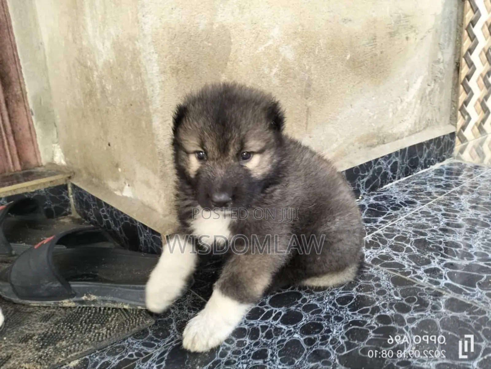 1-3 months Male Purebred Caucasian Shepherd