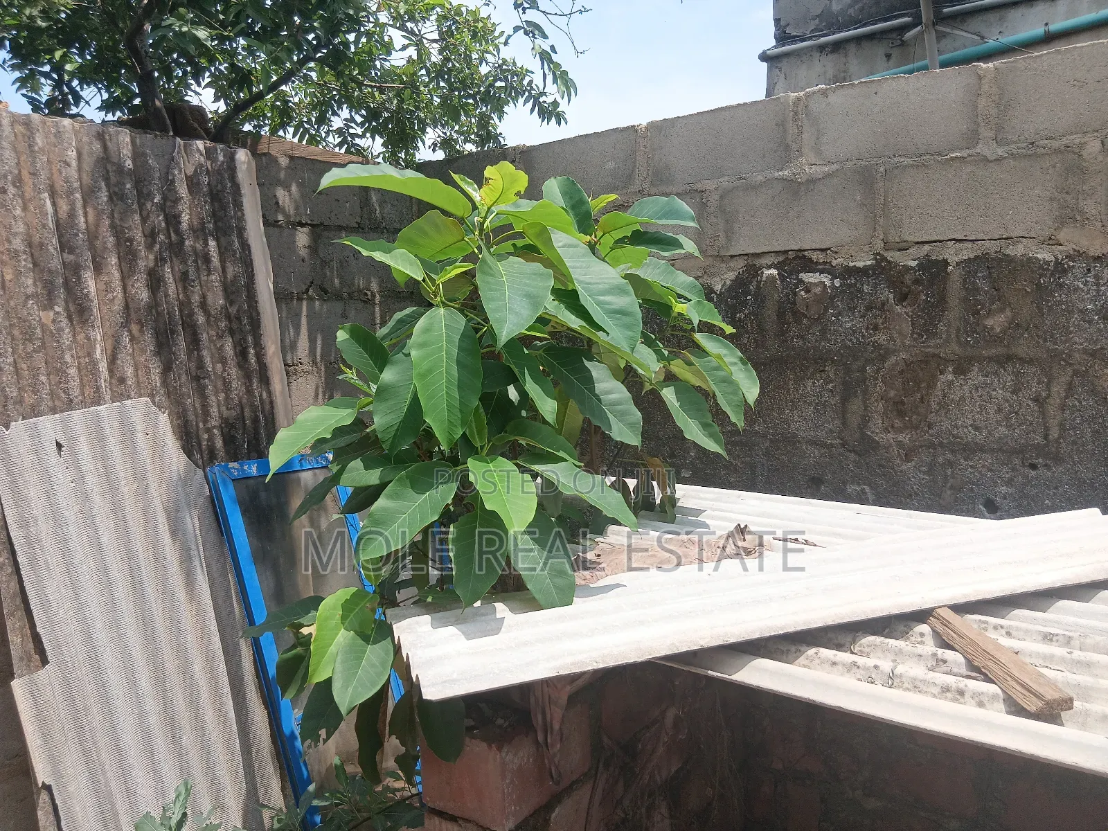 56 Acers of Land Lisa Adefolu Obafemi Owode Ogun State