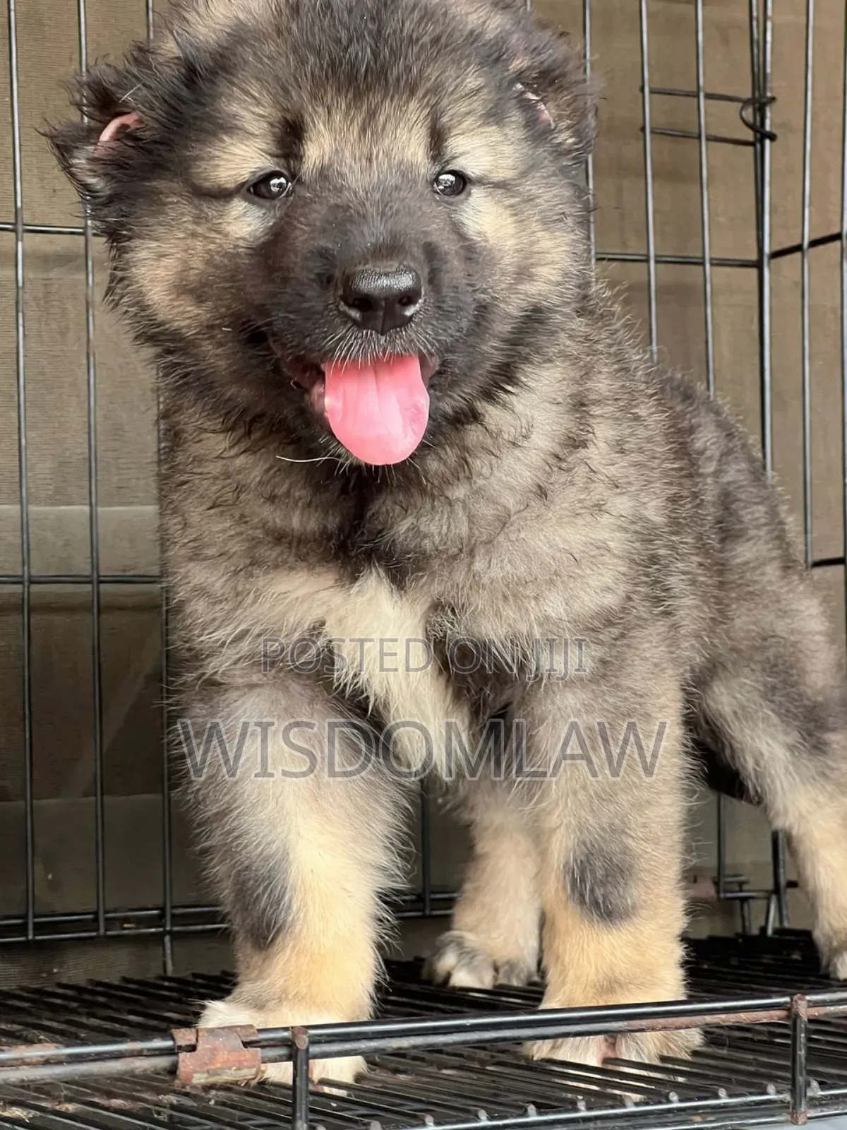 1-3 months Male Purebred Caucasian Shepherd
