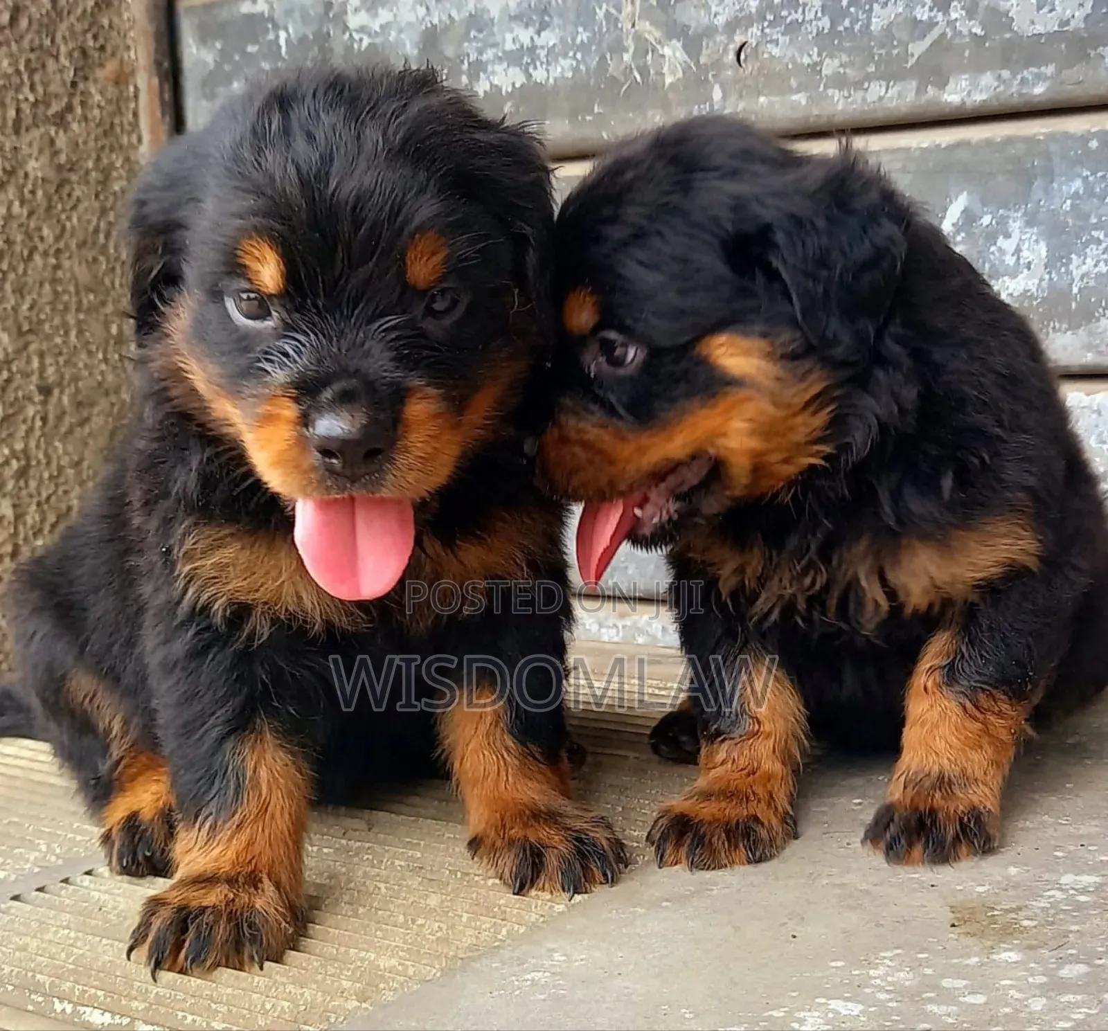 1-3 months Male Purebred Rottweiler