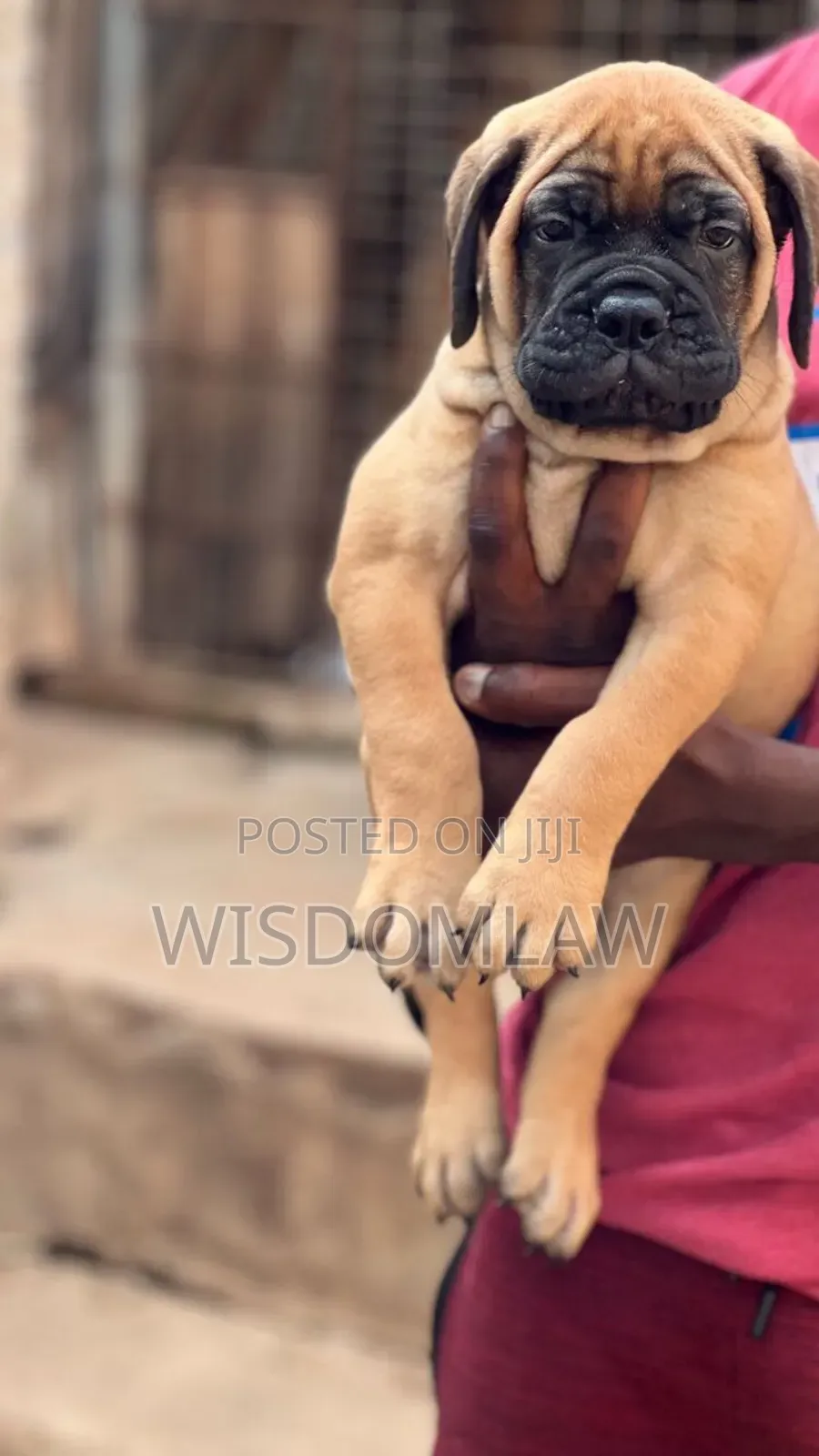 1-3 months Male Purebred Bullmastiff