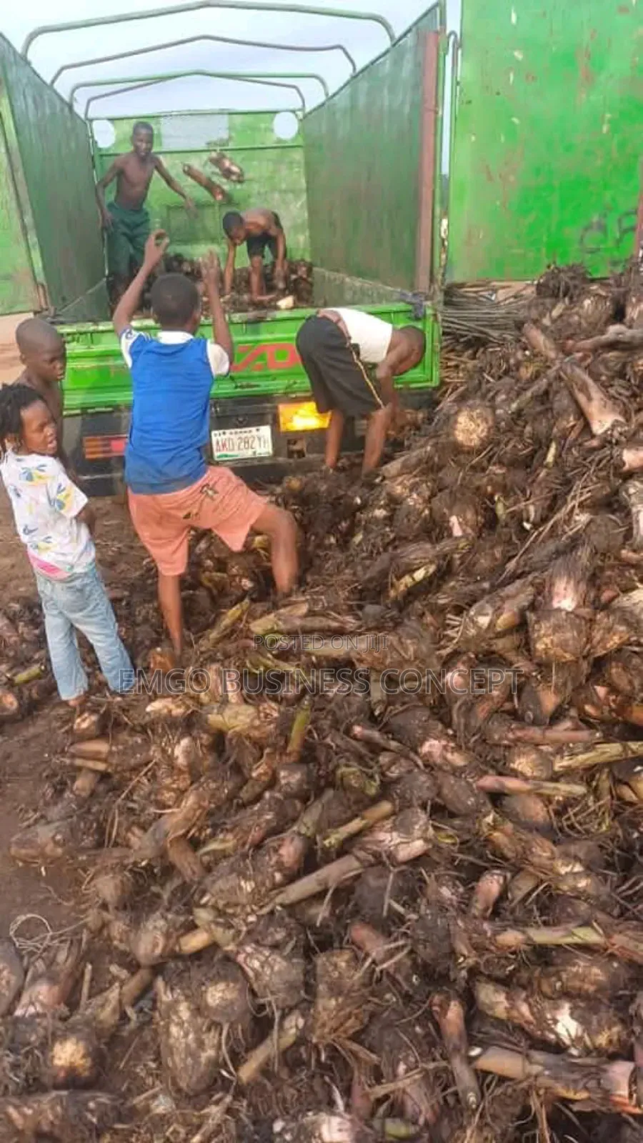 Special Hybrid Plantain Suckers
