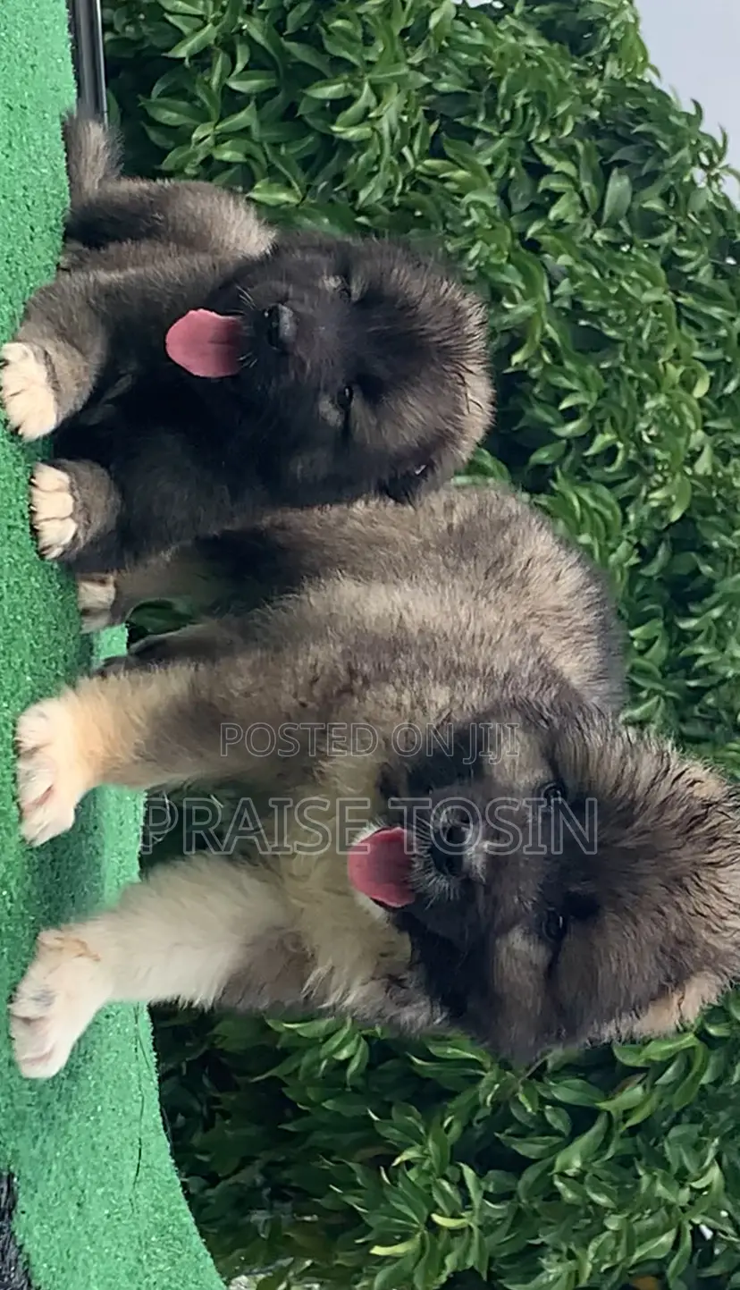 1-3 months Male Purebred Caucasian Shepherd