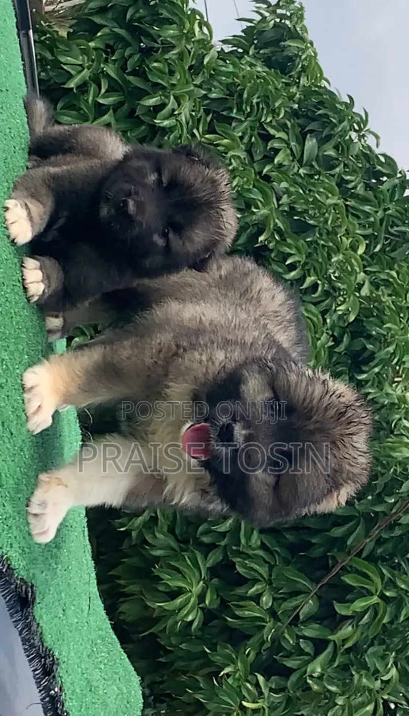 1-3 months Male Purebred Caucasian Shepherd