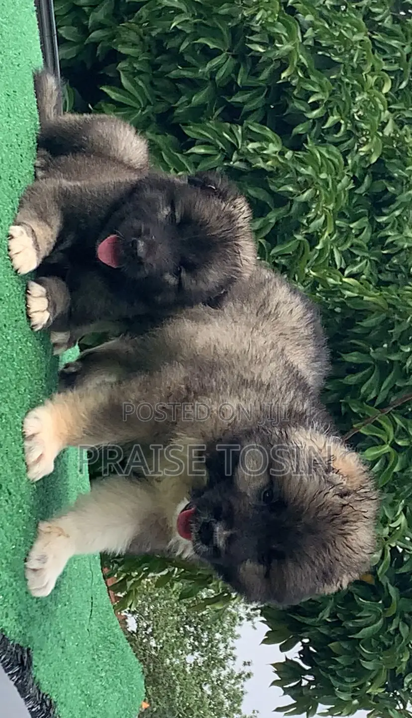 1-3 months Male Purebred Caucasian Shepherd