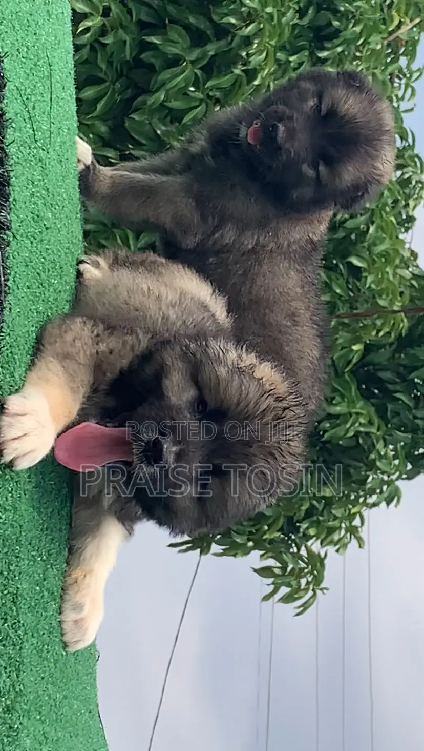 1-3 months Male Purebred Caucasian Shepherd