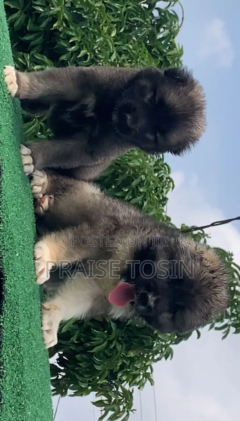 1-3 months Male Purebred Caucasian Shepherd