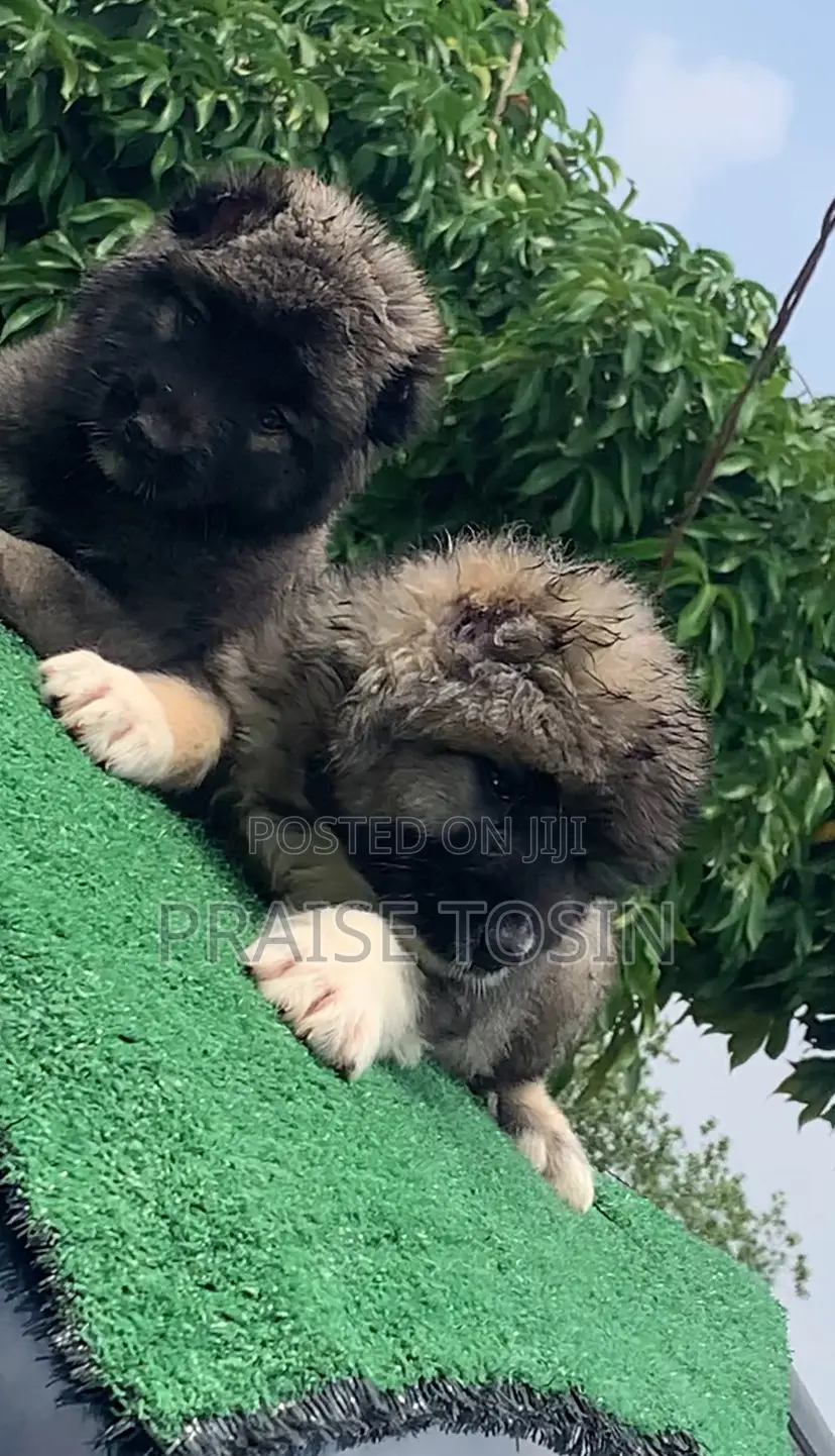 1-3 months Male Purebred Caucasian Shepherd