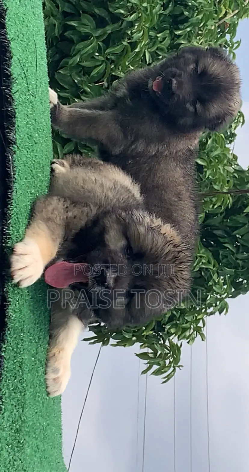 1-3 months Male Purebred Caucasian Shepherd