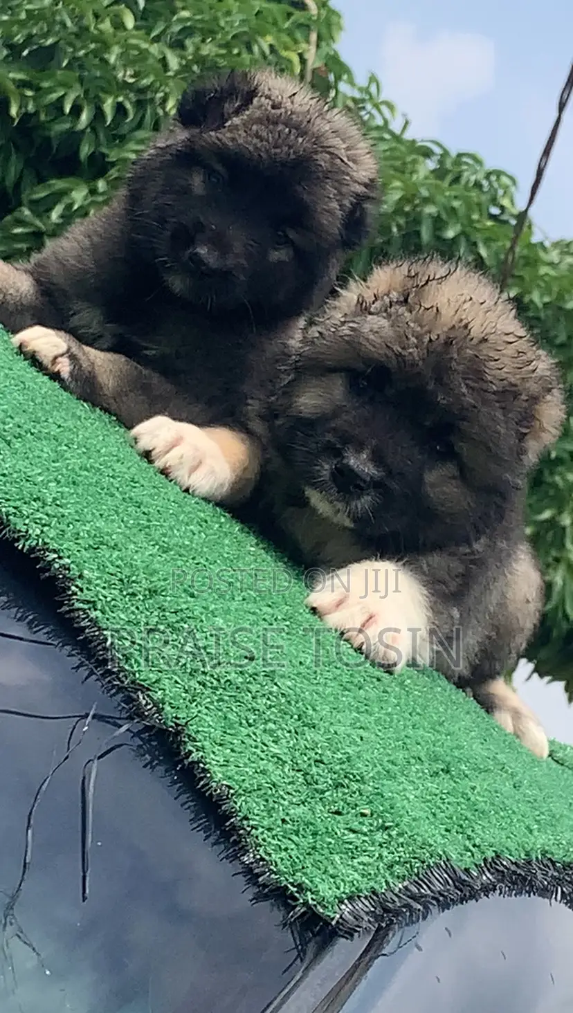 1-3 months Male Purebred Caucasian Shepherd