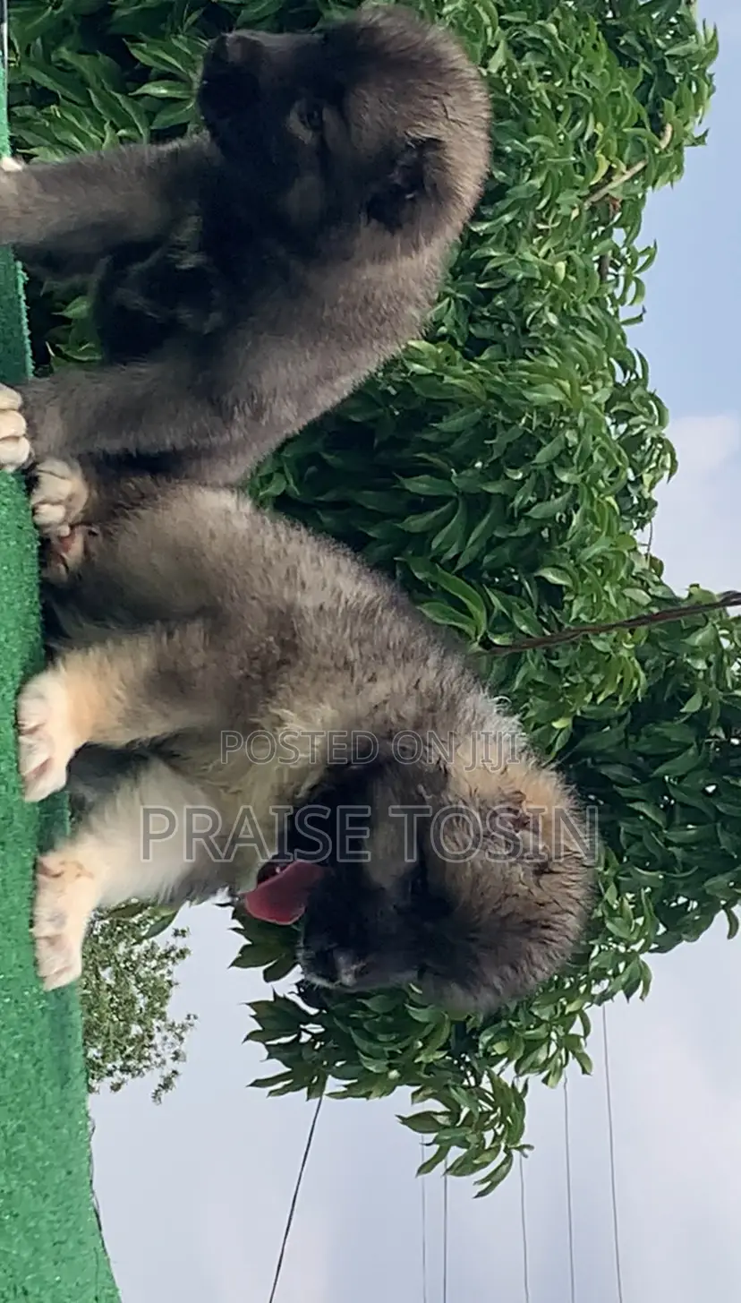 1-3 months Male Purebred Caucasian Shepherd