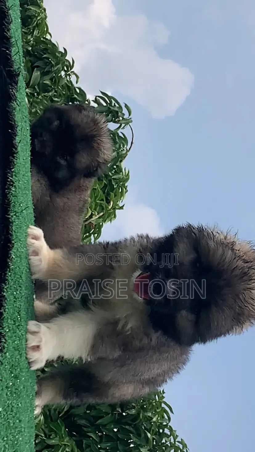 1-3 months Female Purebred Caucasian Shepherd