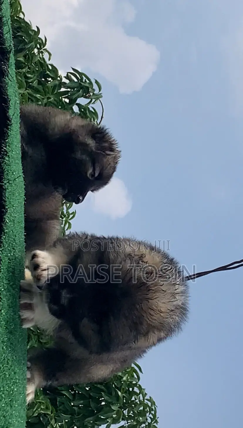 1-3 months Female Purebred Caucasian Shepherd