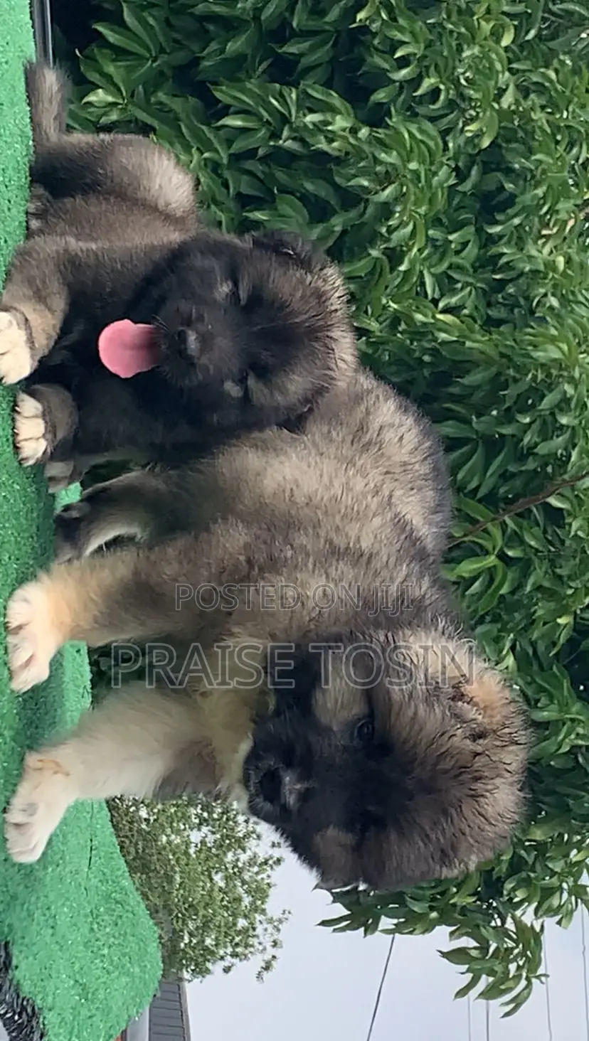 1-3 months Female Purebred Caucasian Shepherd