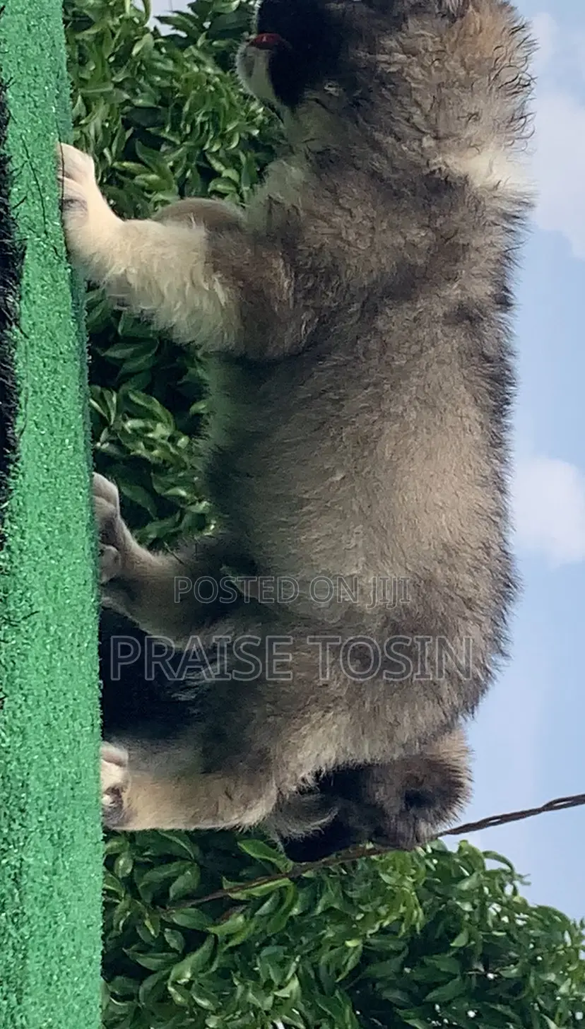 1-3 months Female Purebred Caucasian Shepherd