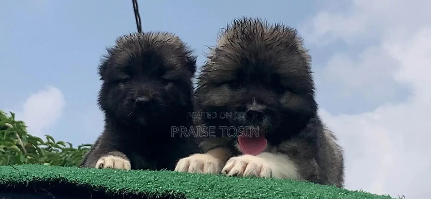 1-3 months Female Purebred Caucasian Shepherd