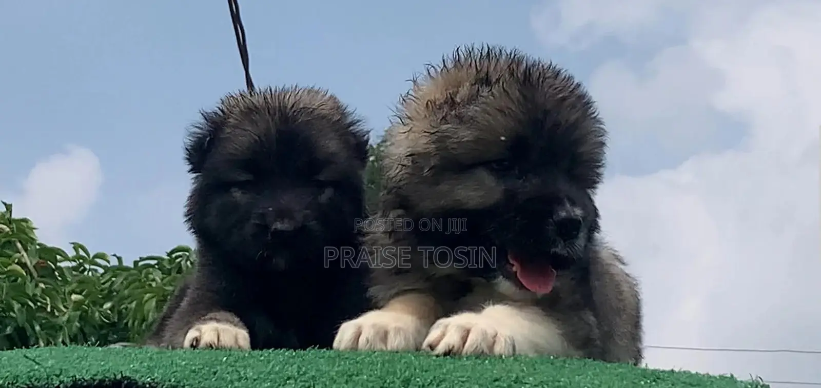 1-3 months Female Purebred Caucasian Shepherd
