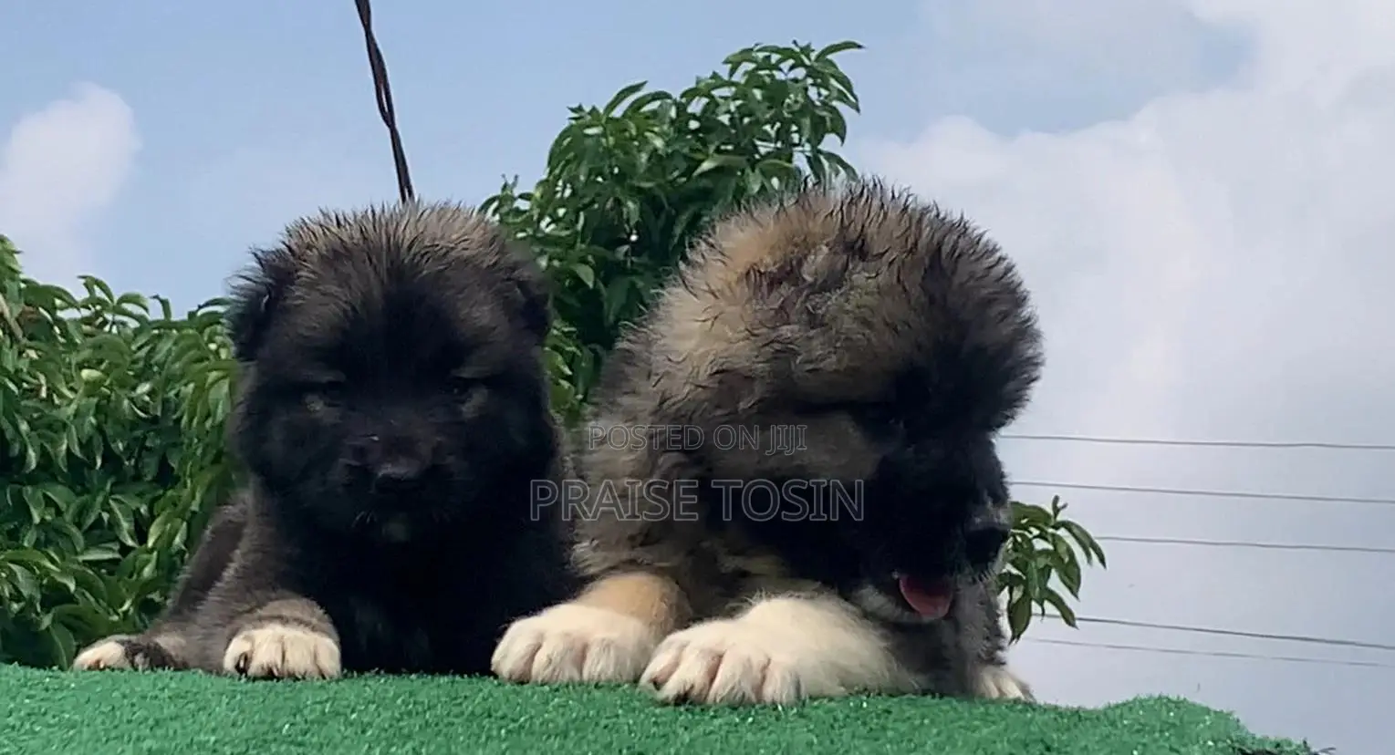 1-3 months Female Purebred Caucasian Shepherd