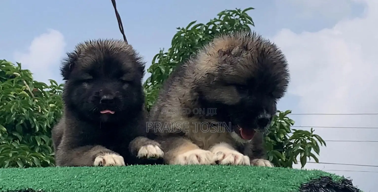 1-3 months Female Purebred Caucasian Shepherd