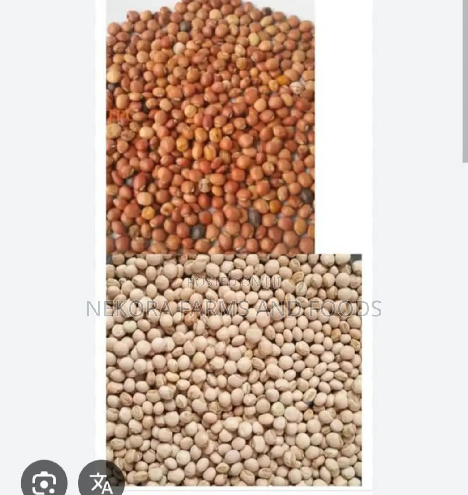 Pigeon Peas (Fio Fio)