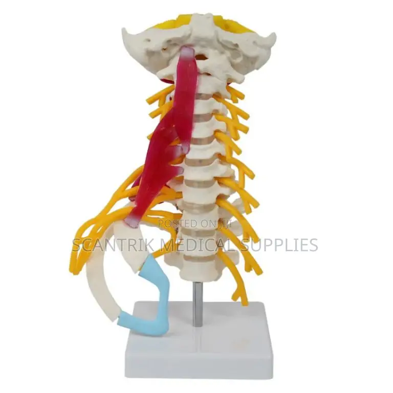 Cervical Vertebrae With Carotid Flow