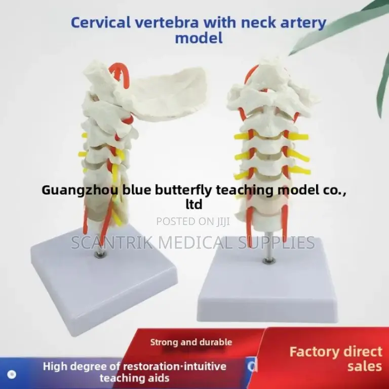 Cervical Vertebral Chain With Arterial Map