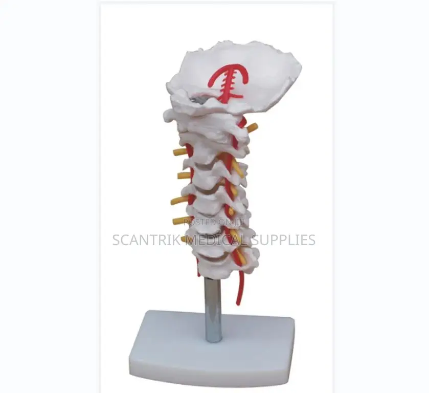 Neck Vertebral Series With Circulatory Detail