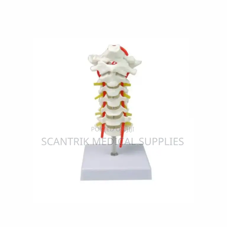 Spine Base (Cervical) With Arterial Supply