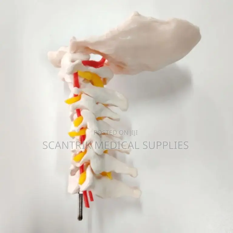 Cervical Region Spine With Neck Arteries