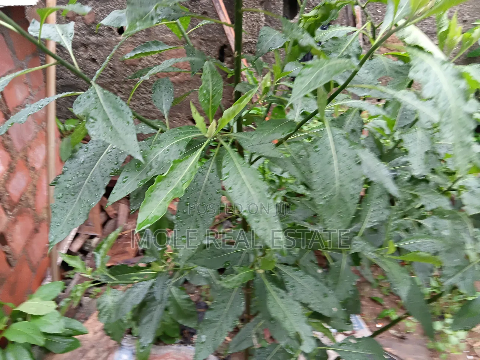 2400sqm Plot Eleko By Ibeju Leki Guide Round Along Rd