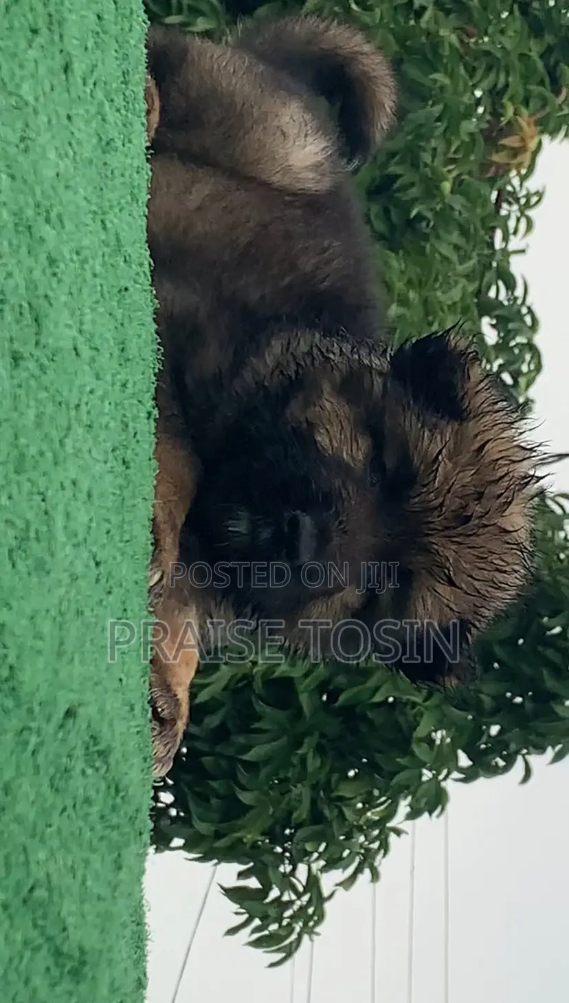 1-3 months Female Purebred Caucasian Shepherd