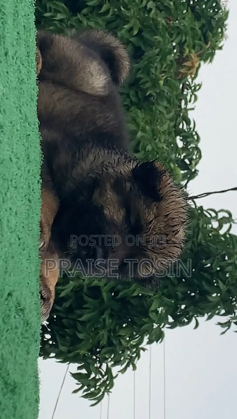 1-3 months Female Purebred Caucasian Shepherd