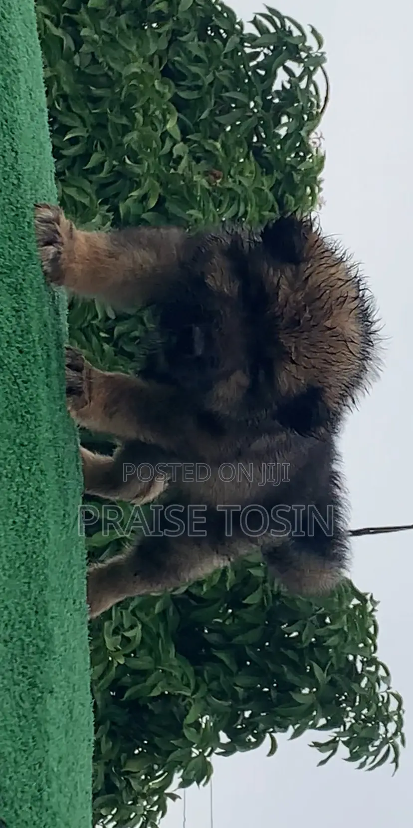 1-3 months Female Purebred Caucasian Shepherd