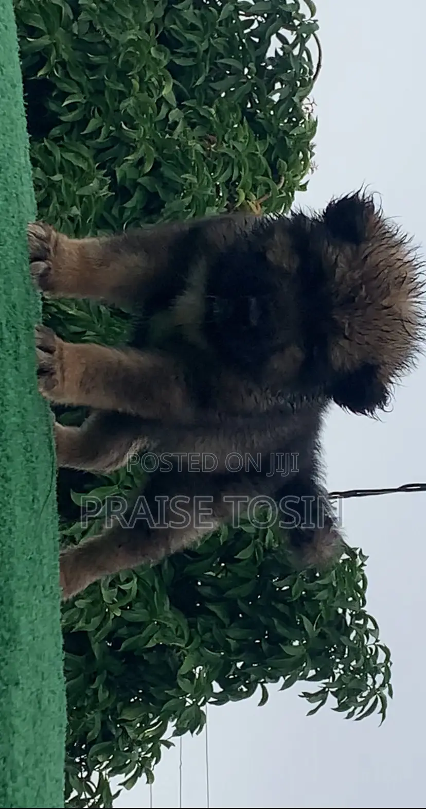 1-3 months Female Purebred Caucasian Shepherd