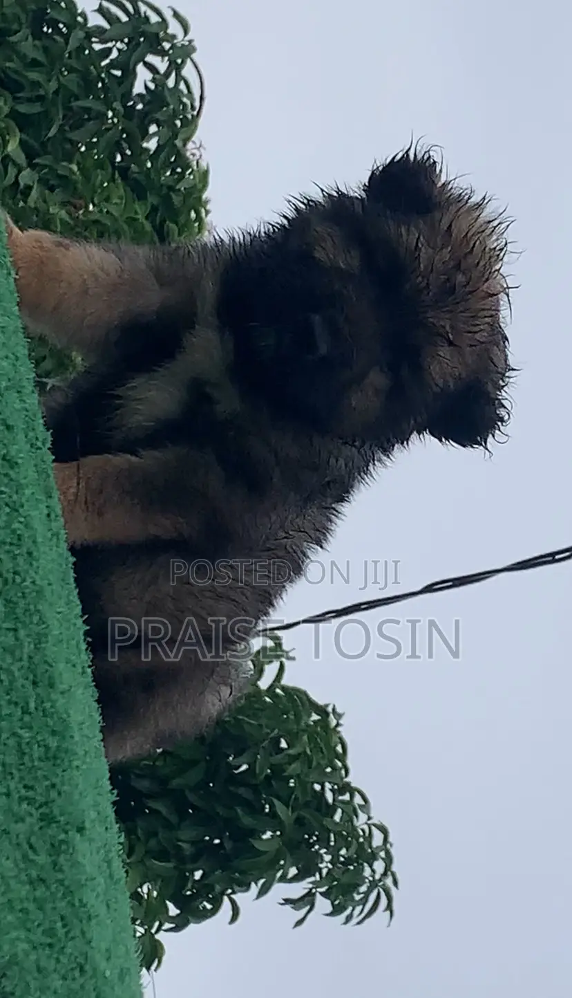 1-3 months Female Purebred Caucasian Shepherd